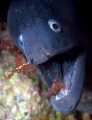   Moray cleaner Shrimps Nikon D100 60mm micro  